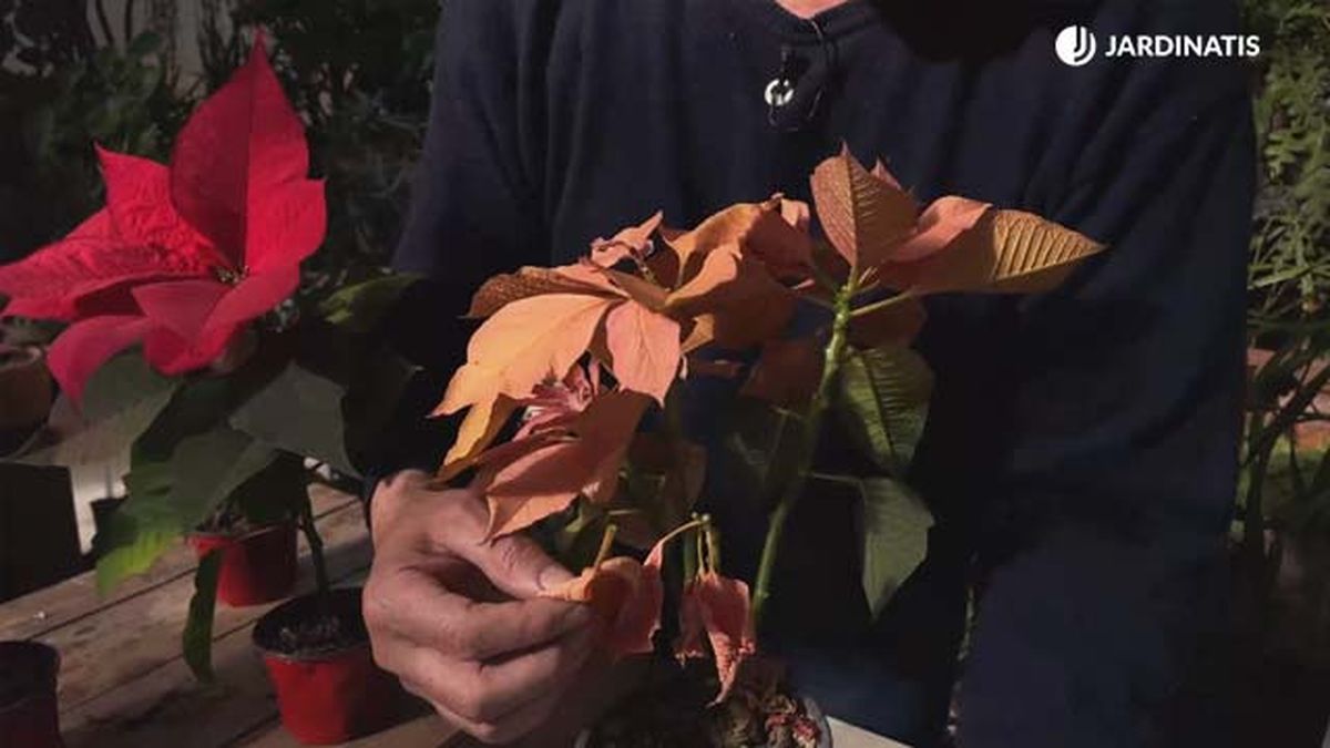 Es normal que la planta se defolie una vez acaben las fiestas navideñas