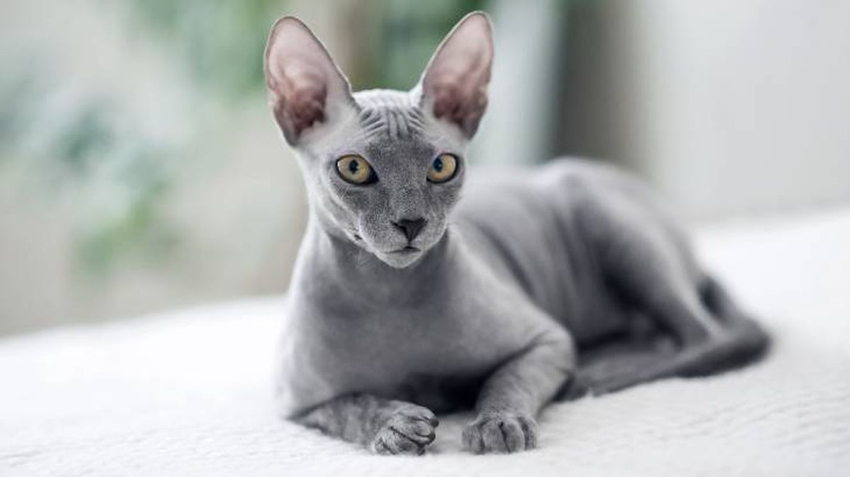 mascotas hipoalergenicas gatos