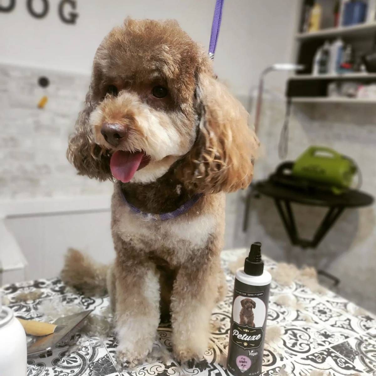 mejores peluquerias caninas para perros en Madrid RockDog