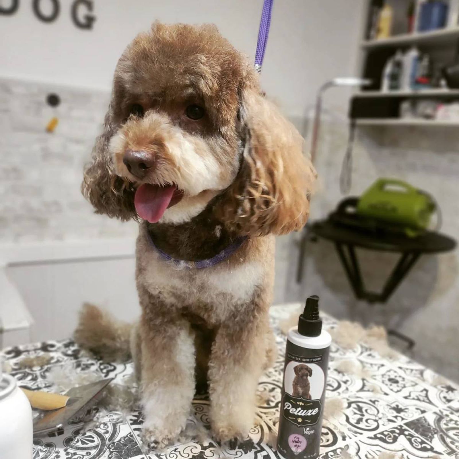 mejores peluquerias caninas para perros en Madrid RockDog mejores peluquerias caninas para perros en Madrid RockDog