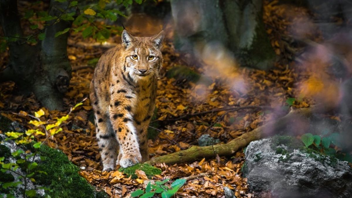 animales nocturnos lince