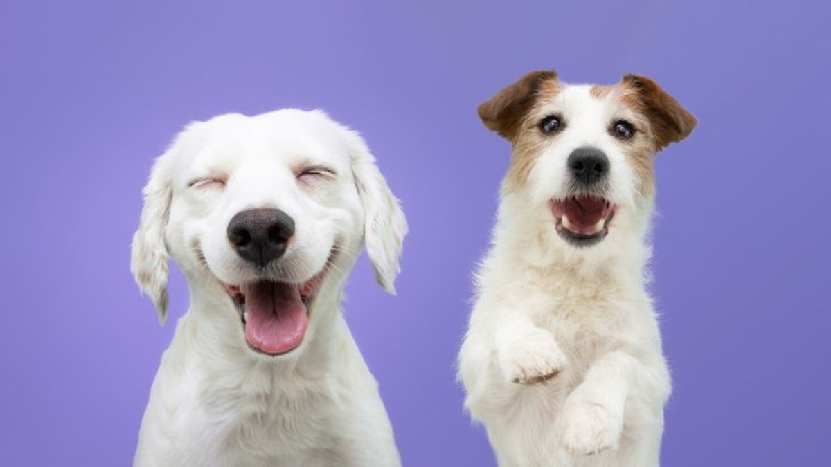 nombres para perros bonitos y originales 8