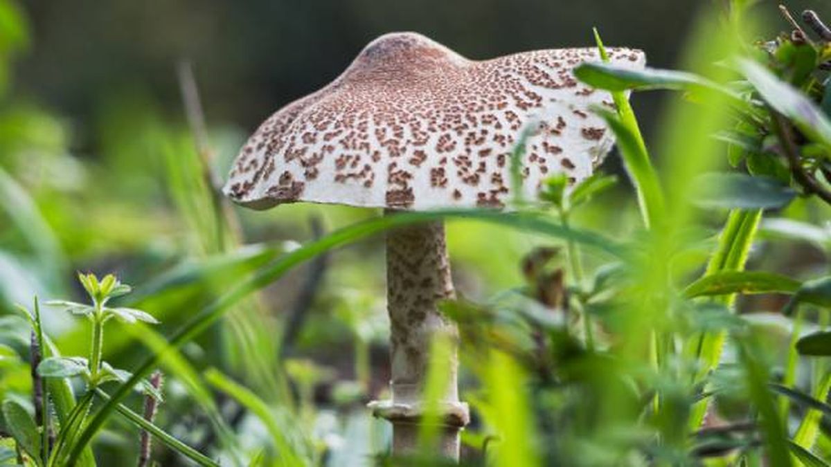 setas toxicas venenosas mascotas Lepiota