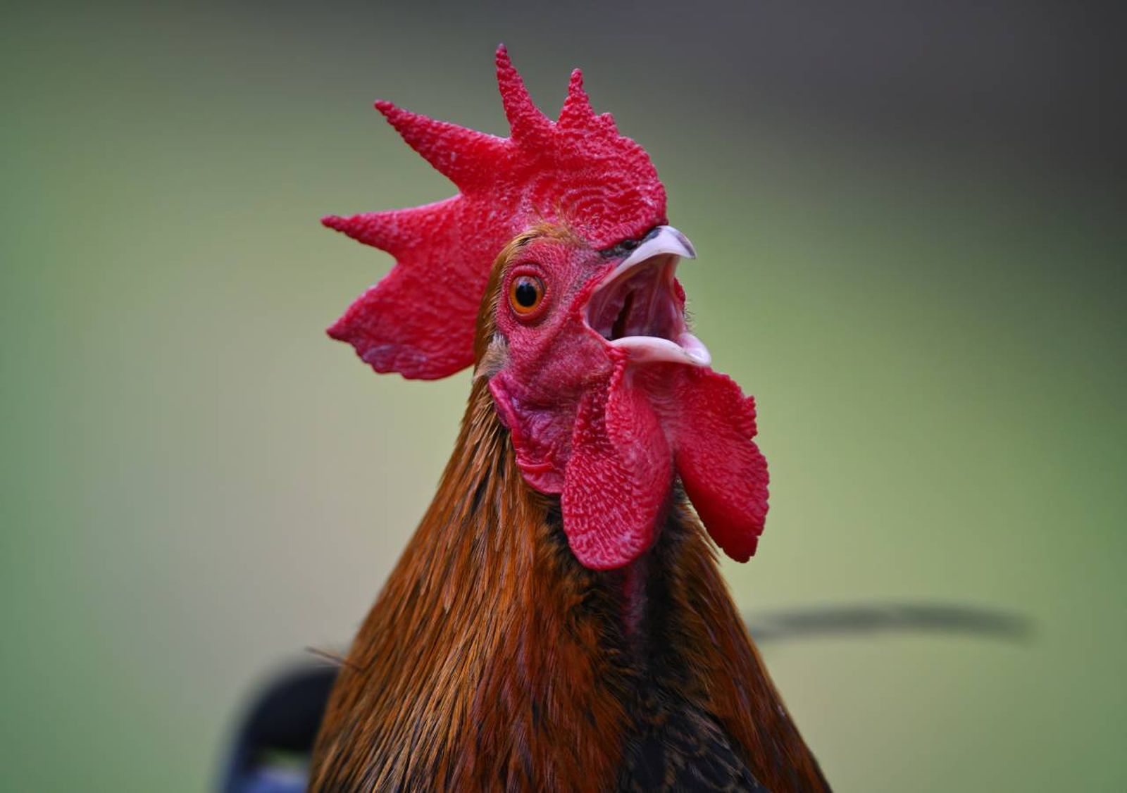 El gallo rojo o gallo doméstico (Gallus gallus) es una de las aves más admiradas e icónicas que existen.