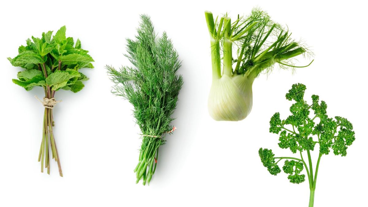 Plantas aromáticas (de izq. a dcha.): Hierbabuena, eneldo, hinojo y perejil rizado