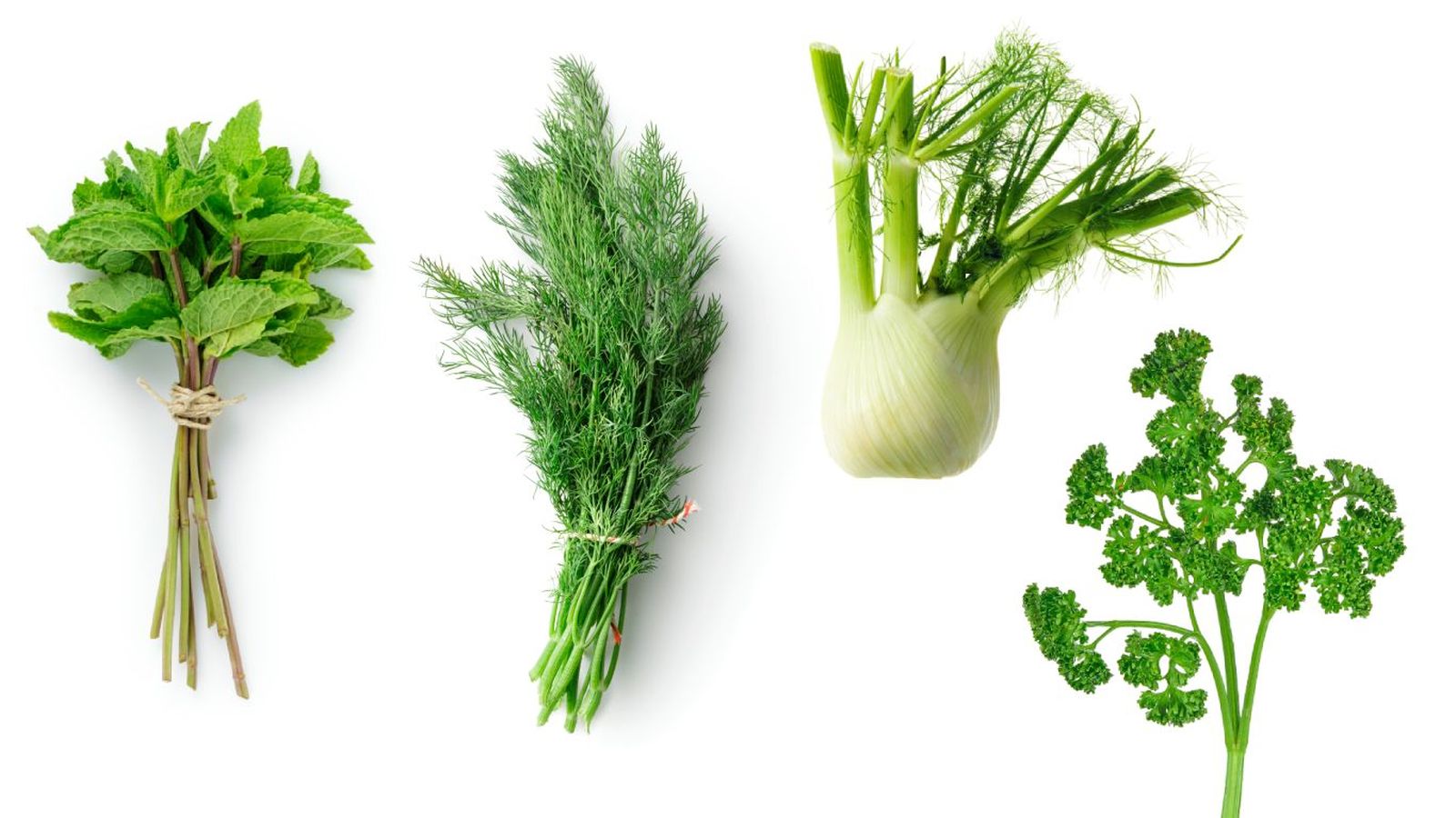 Plantas aromáticas (de izq. a dcha.): Hierbabuena, eneldo, hinojo y perejil rizado