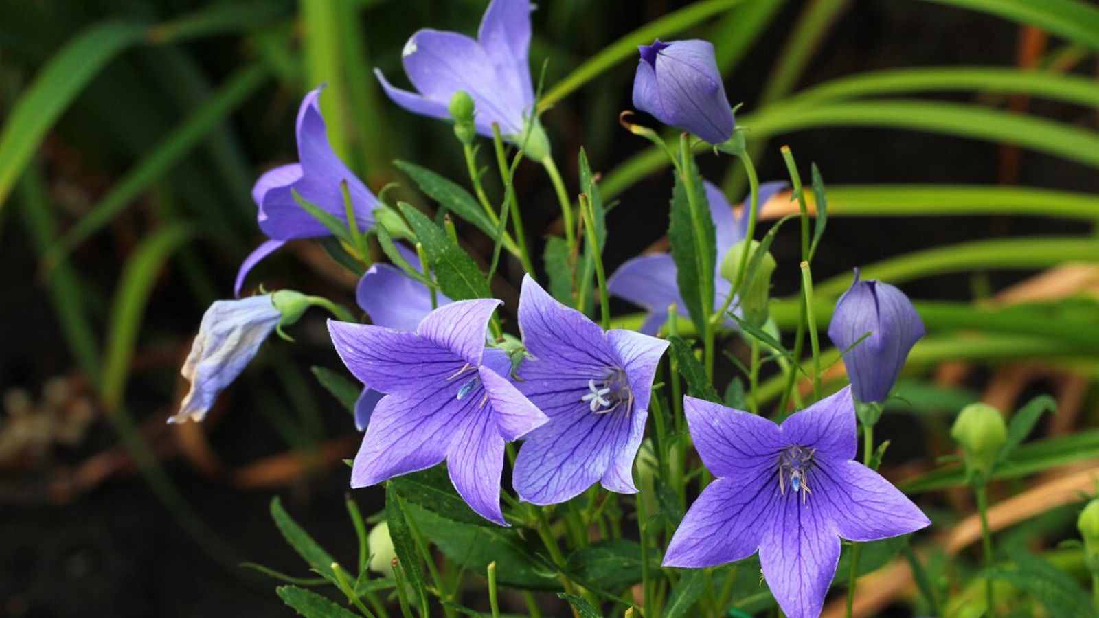 Platycodon grandiflorus