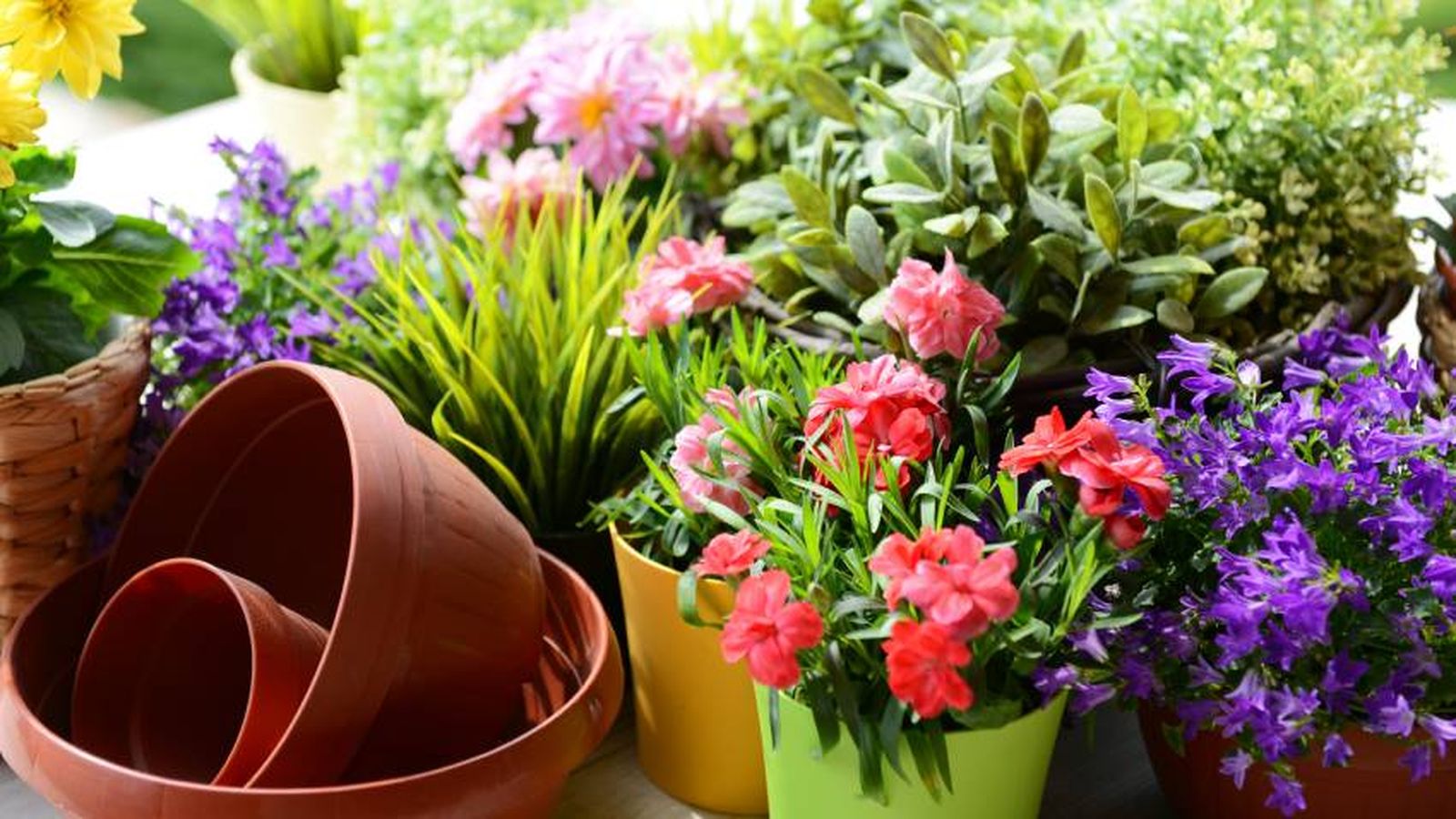 Plantas de exterior