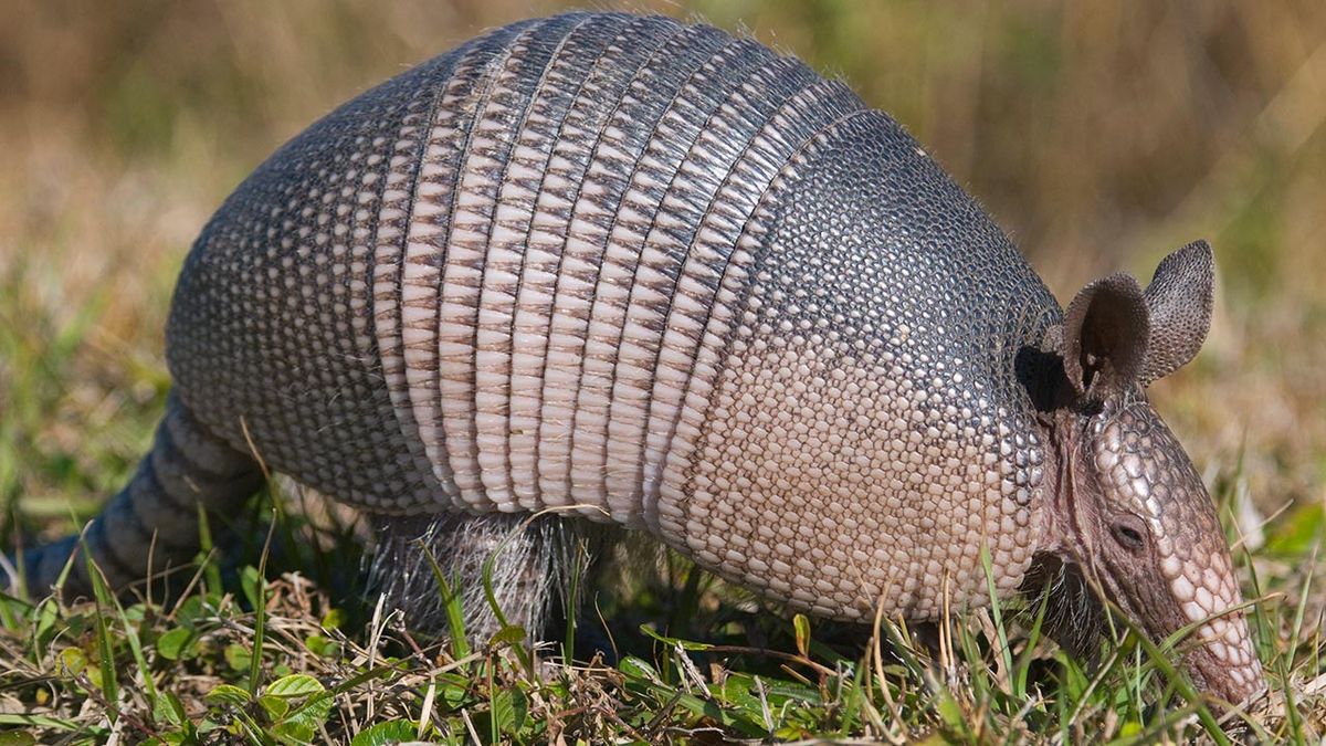 armadillo 3