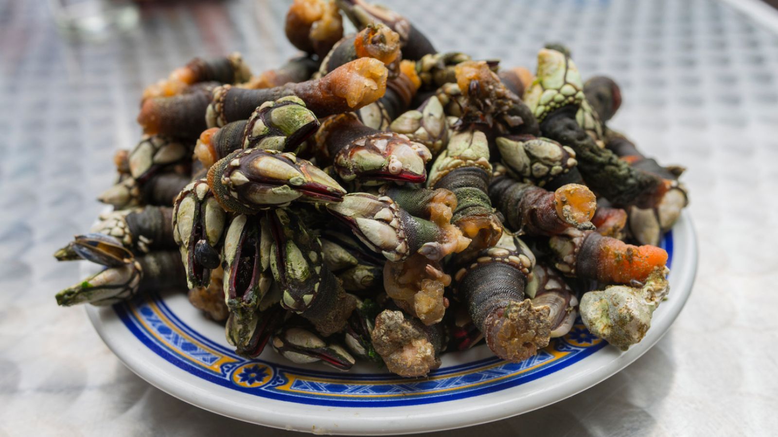 Percebes cocidos servidos en un plato tradicional listos para consumir.
