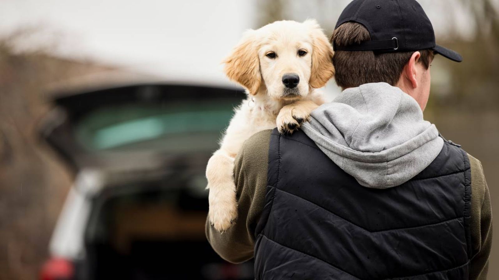 Conoce las 10 razas de perro más robadas