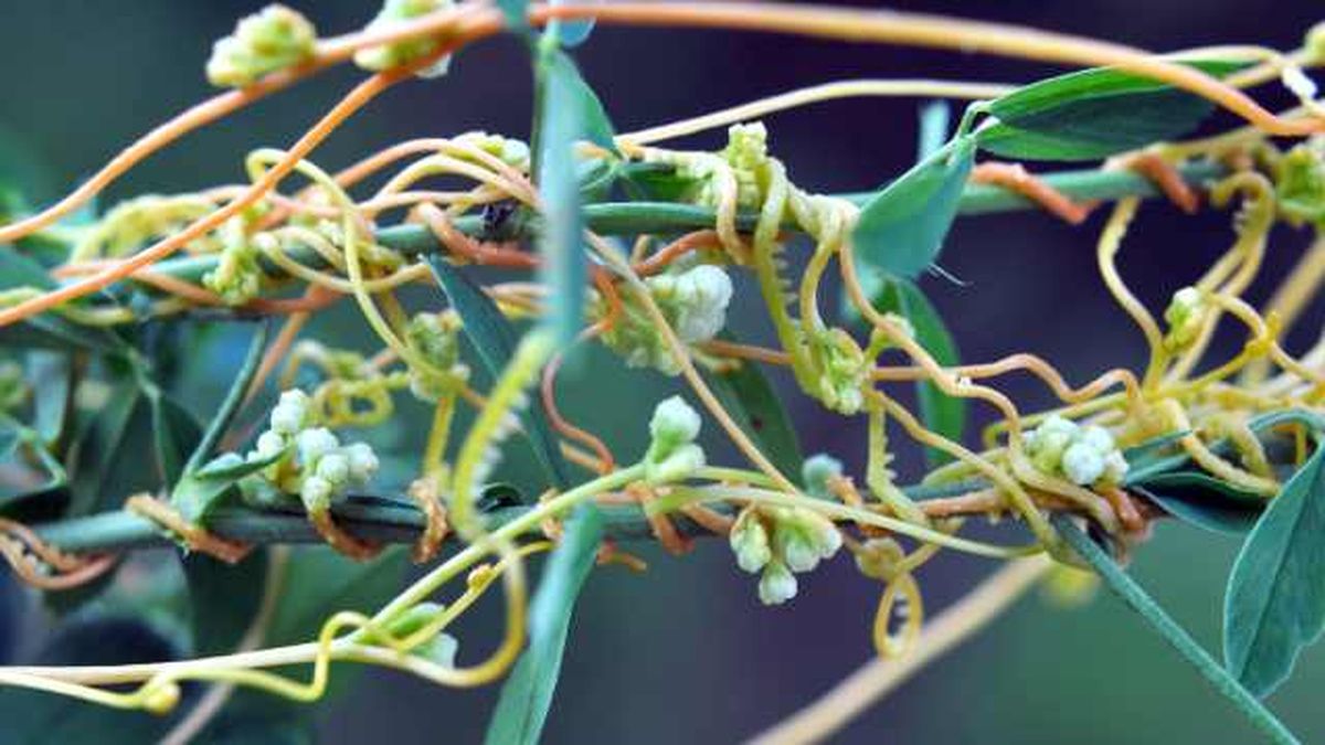 La relación entre la planta y su huésped es más compleja de lo que parece.
