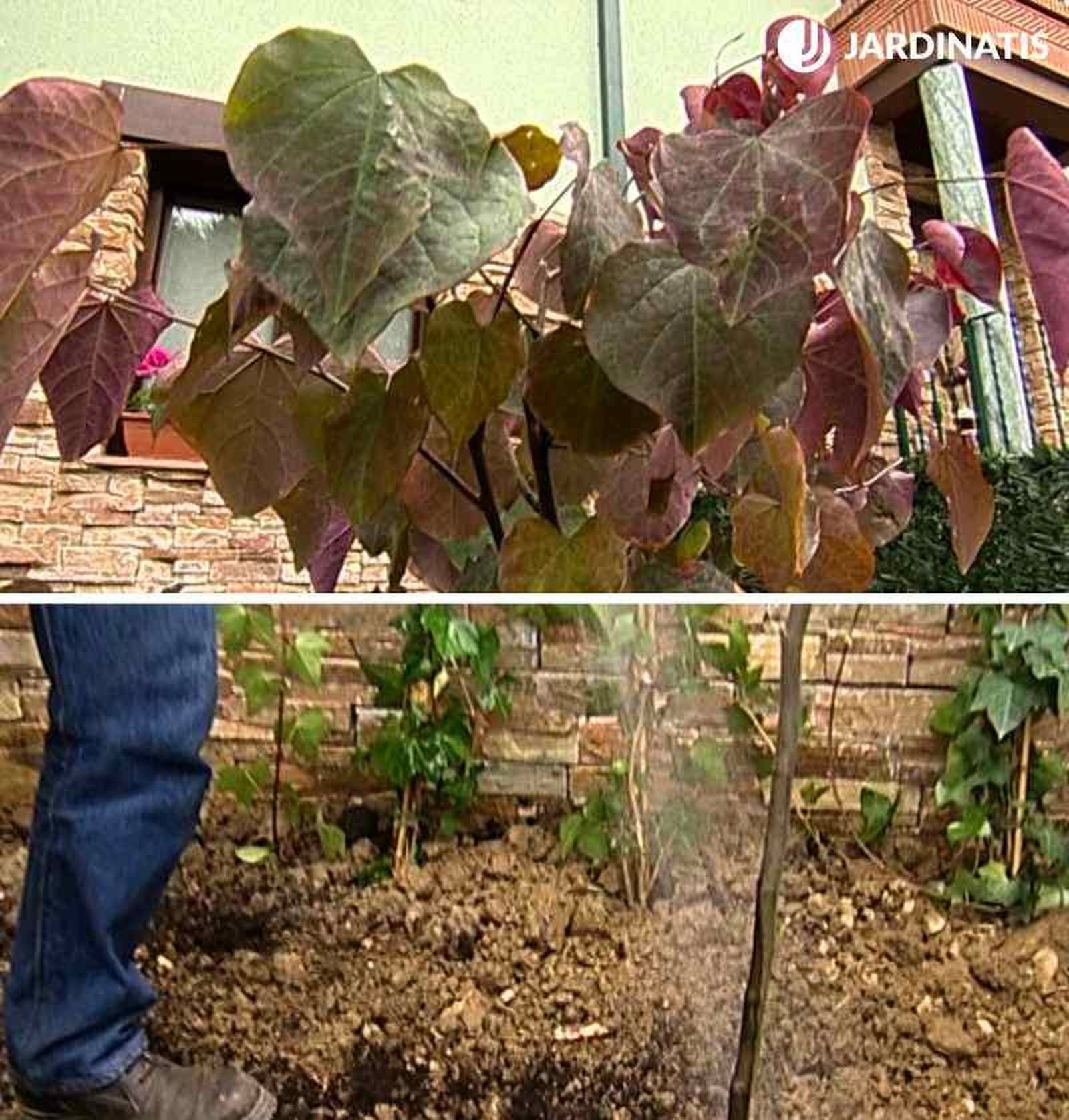 Árbol del amor Árbol del amor