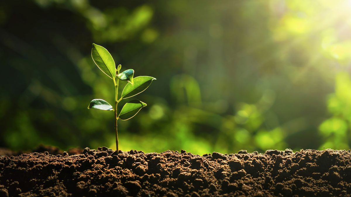 La etiolación es la forma de la planta de adaptarse al medio