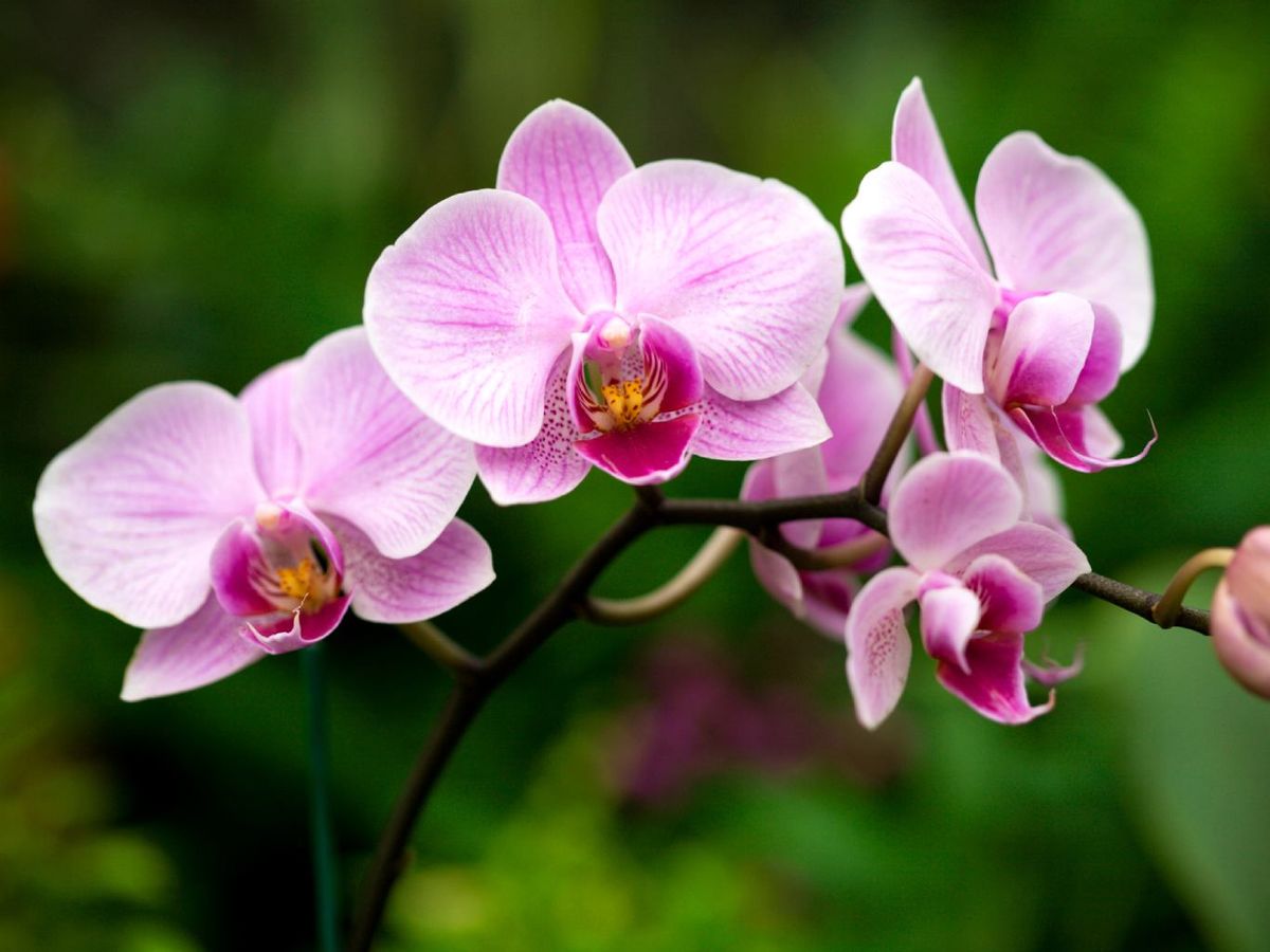 Orquídea mariposa o Phalaenopsis.