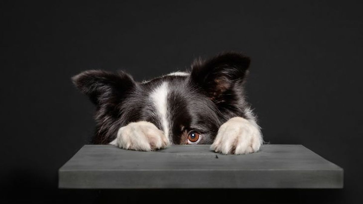 como quitar el miedo a los ruidos a un perro 1