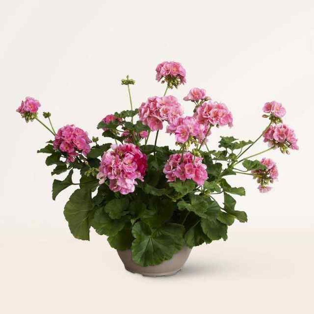 geranio april plants