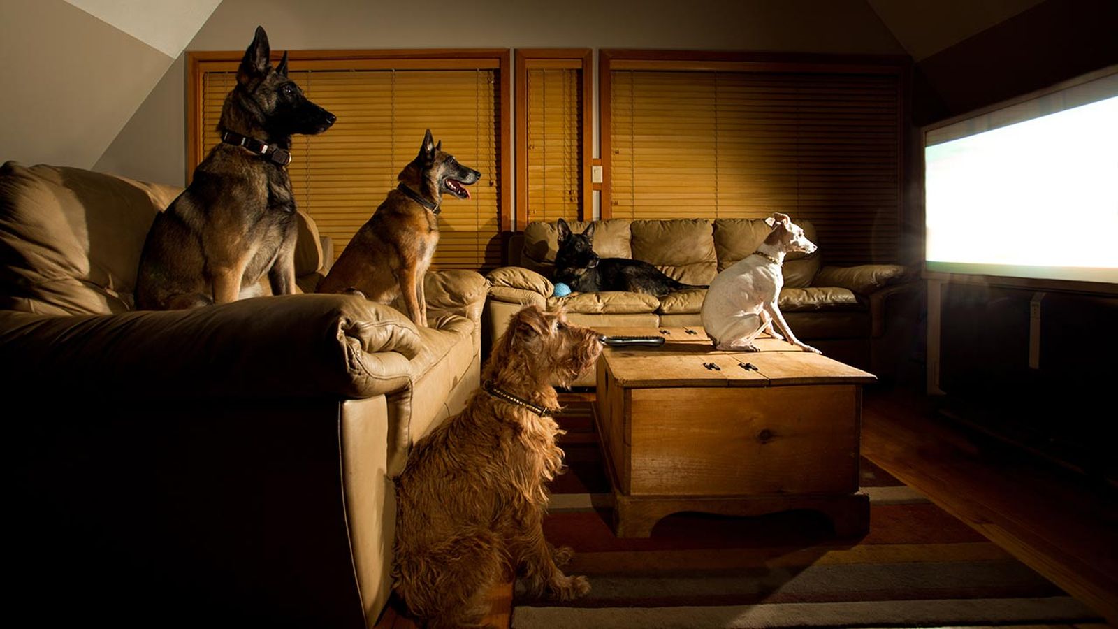 canal tv perros 2 canal tv perros 2