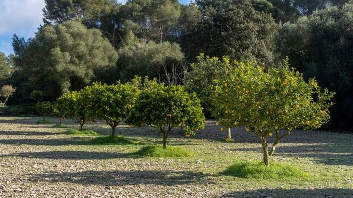limonero en el campo