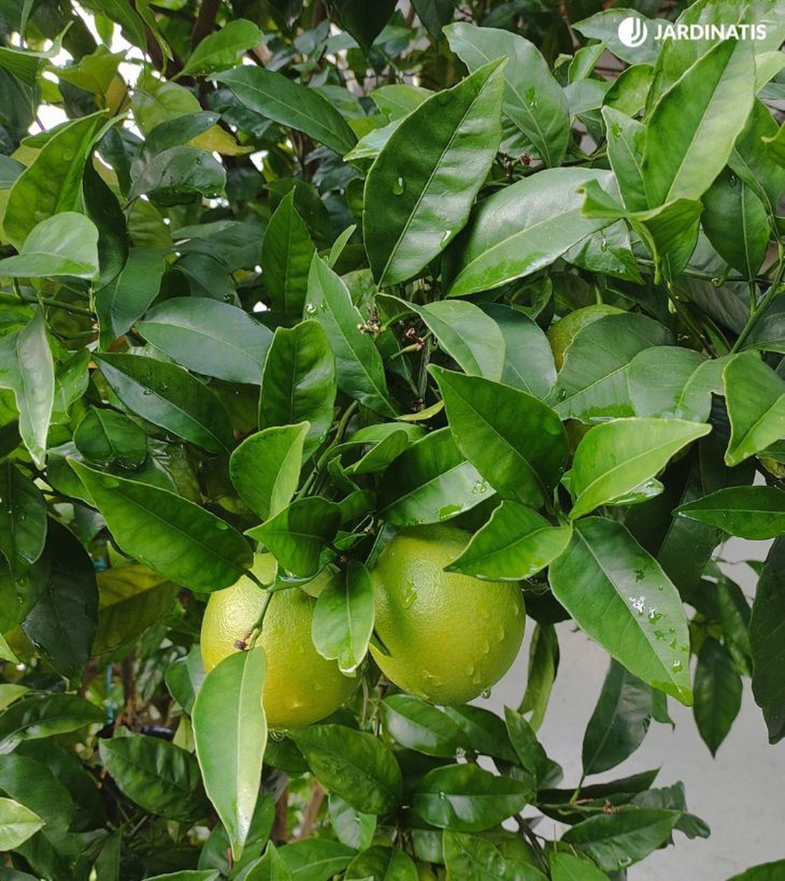 naranjas verdes en el arbol naranjas verdes en el arbol