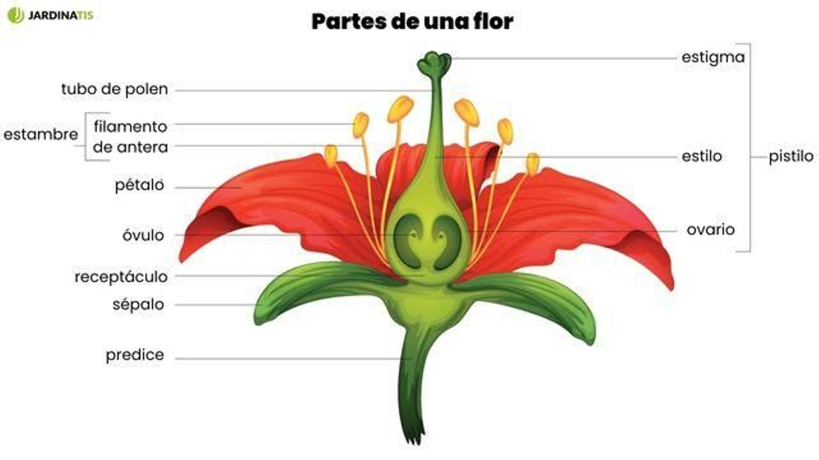 las partes de la flor