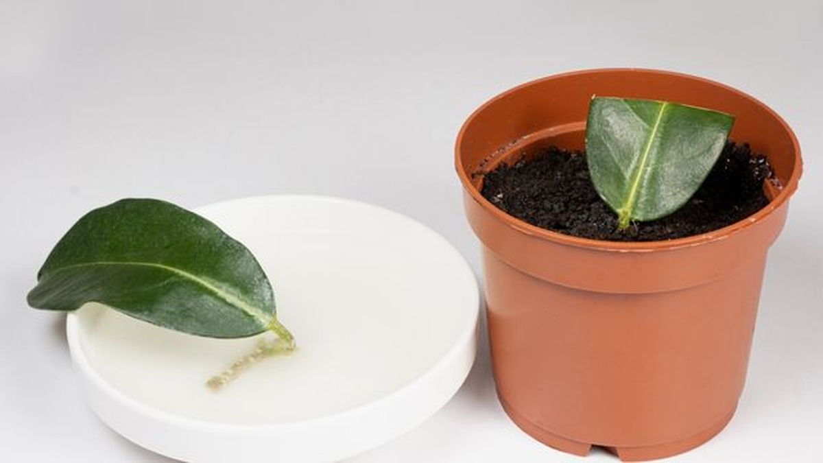 reproducir jazmin por esquejes