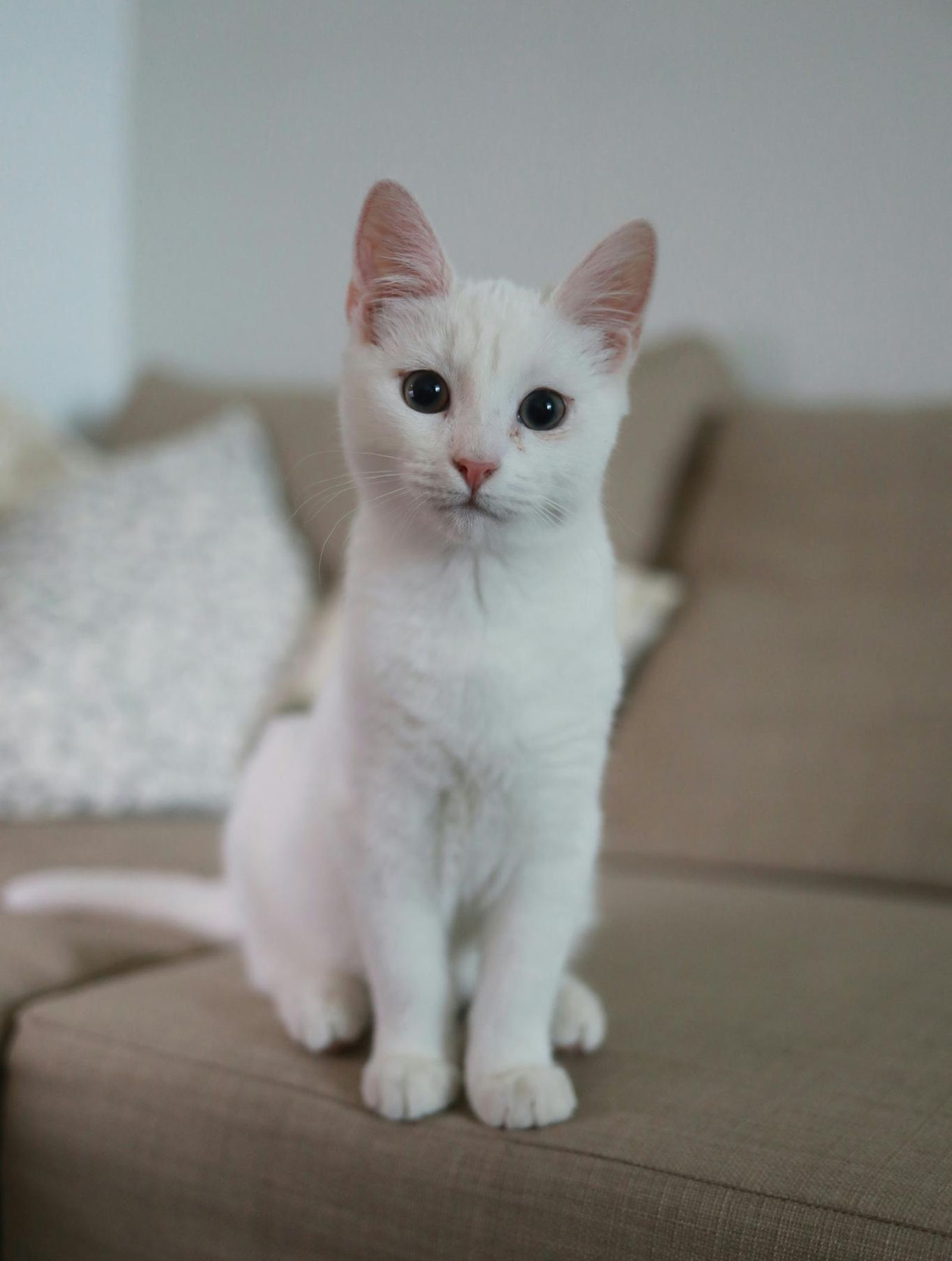 Los gatos blancos tienen características diferentes al resto de felinos. Los gatos blancos tienen características diferentes al resto de felinos.