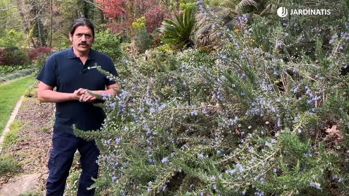 romero rastrero sol directo jardinatis 9 22