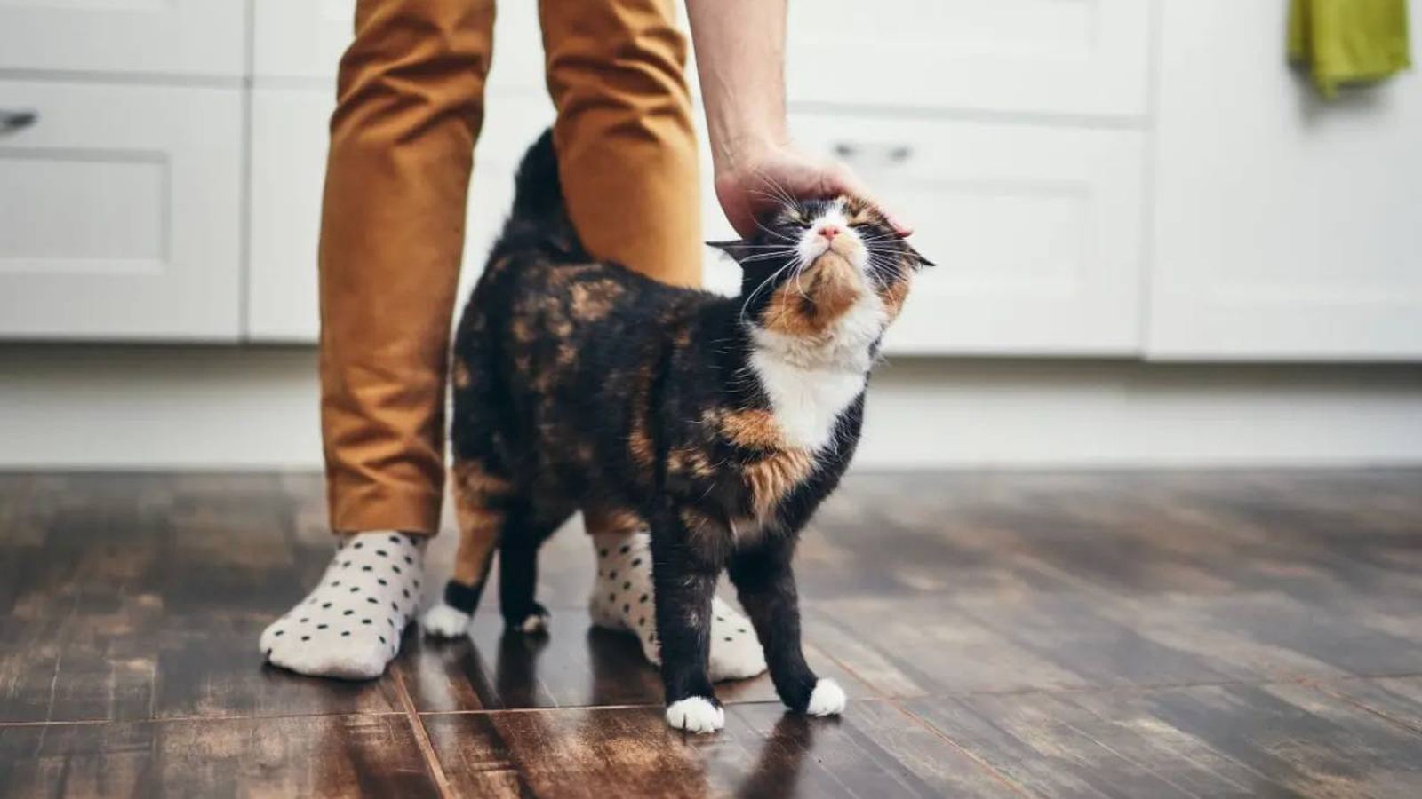 por que los gatos eligen a una persona 7 (1)