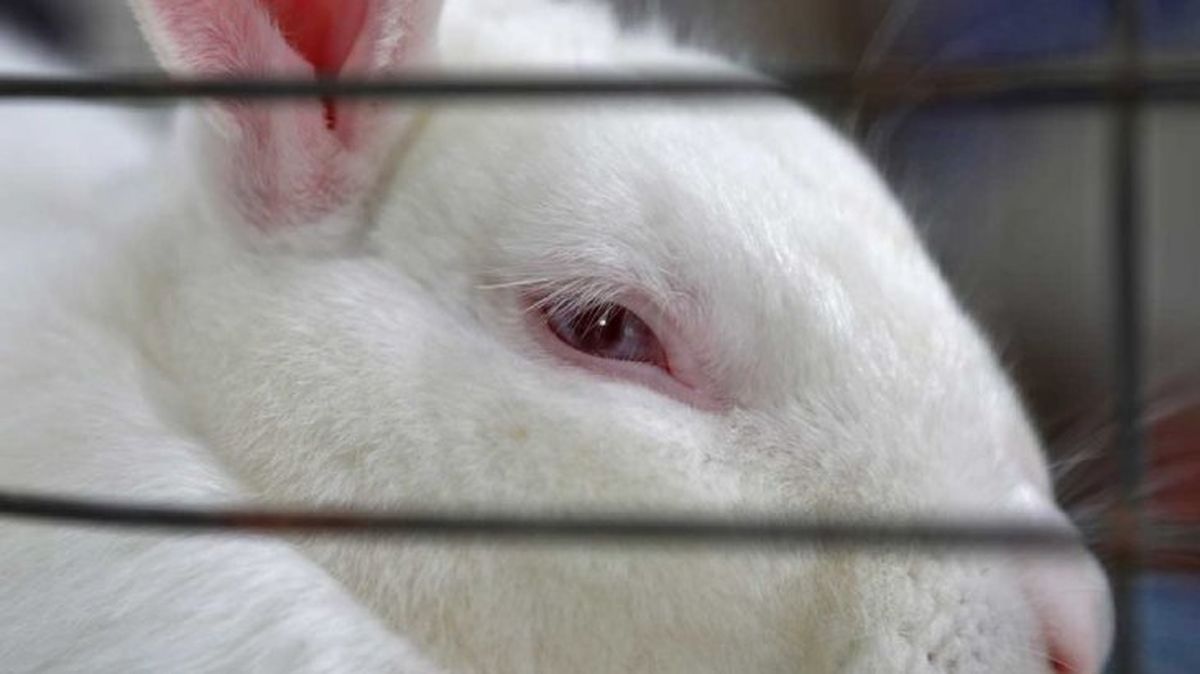 mi conejo muerde la jaula 2