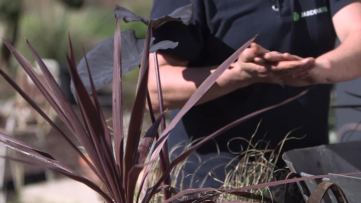 brico 1029 jardin como dividir mata cordyline australis hoja roja