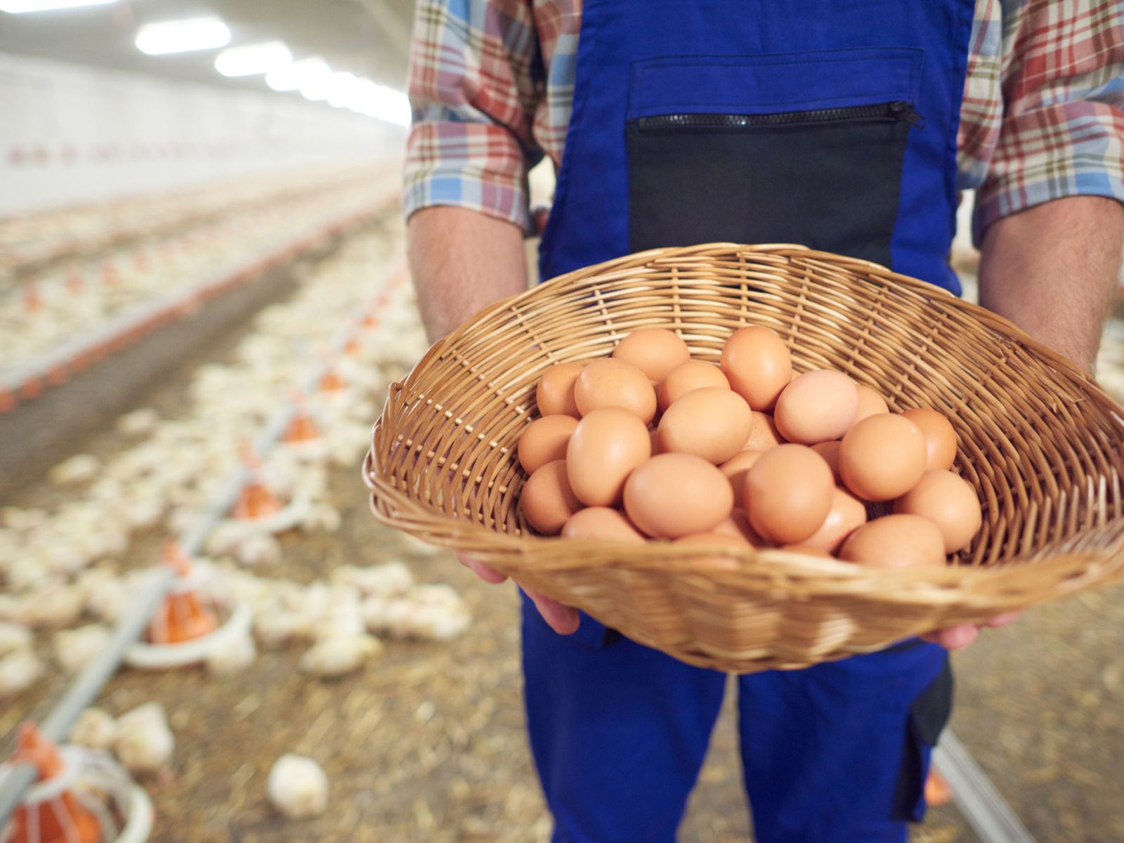 El entorno donde vive la gallina influye directamente en la calidad del huevo: más espacio y menos estrés, mejor sabor y textura.