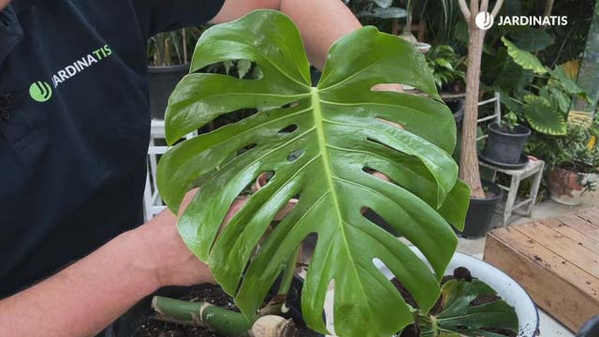 multiplicar por esquejes la costilla de adan nueva hoja jardinatis