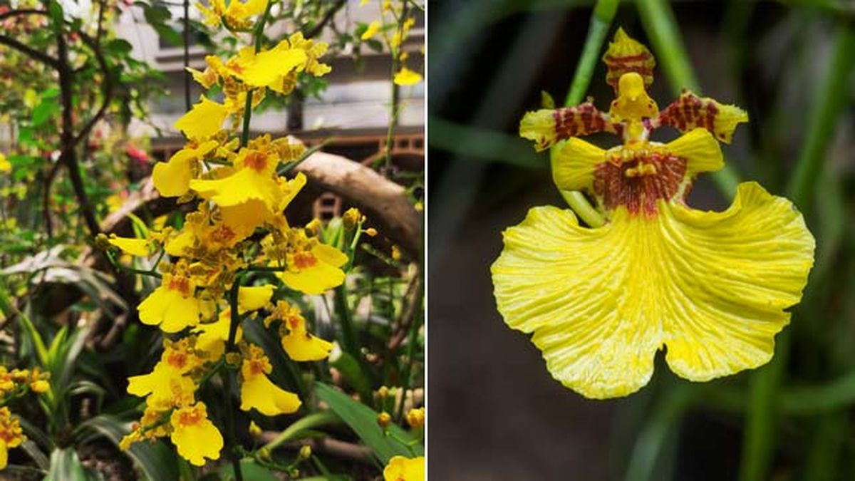 floracion orquidea oncidium dama danzante deco 304 jardinatis