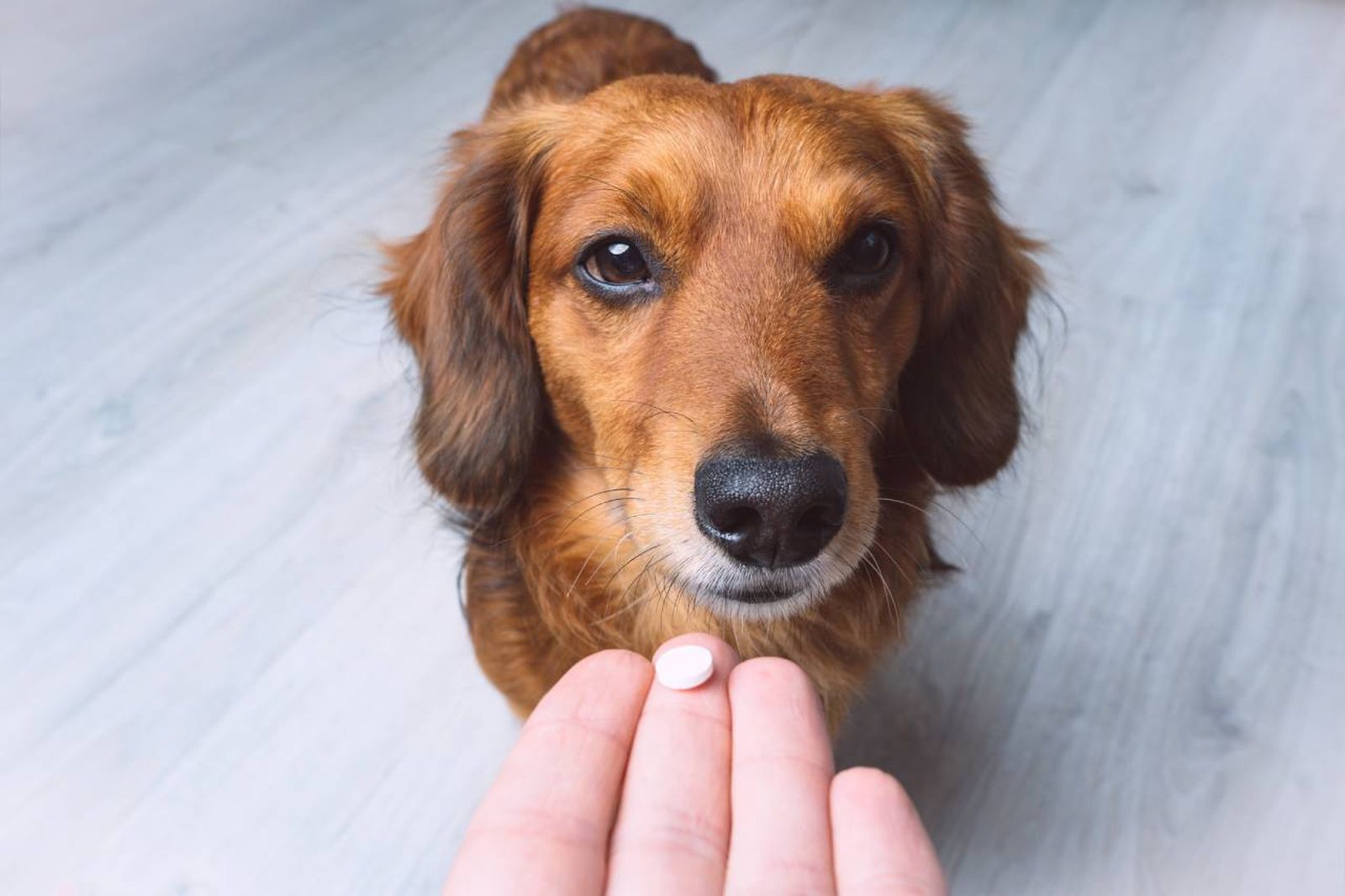 Los suplementos para perros son productos que se incorporan a su dieta.