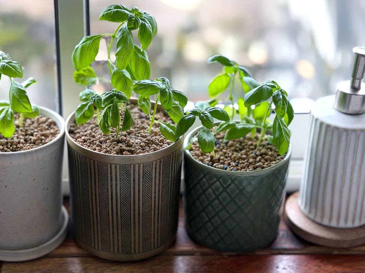 Plantas aromáticas en macetas colocadas en la ventana de la cocina