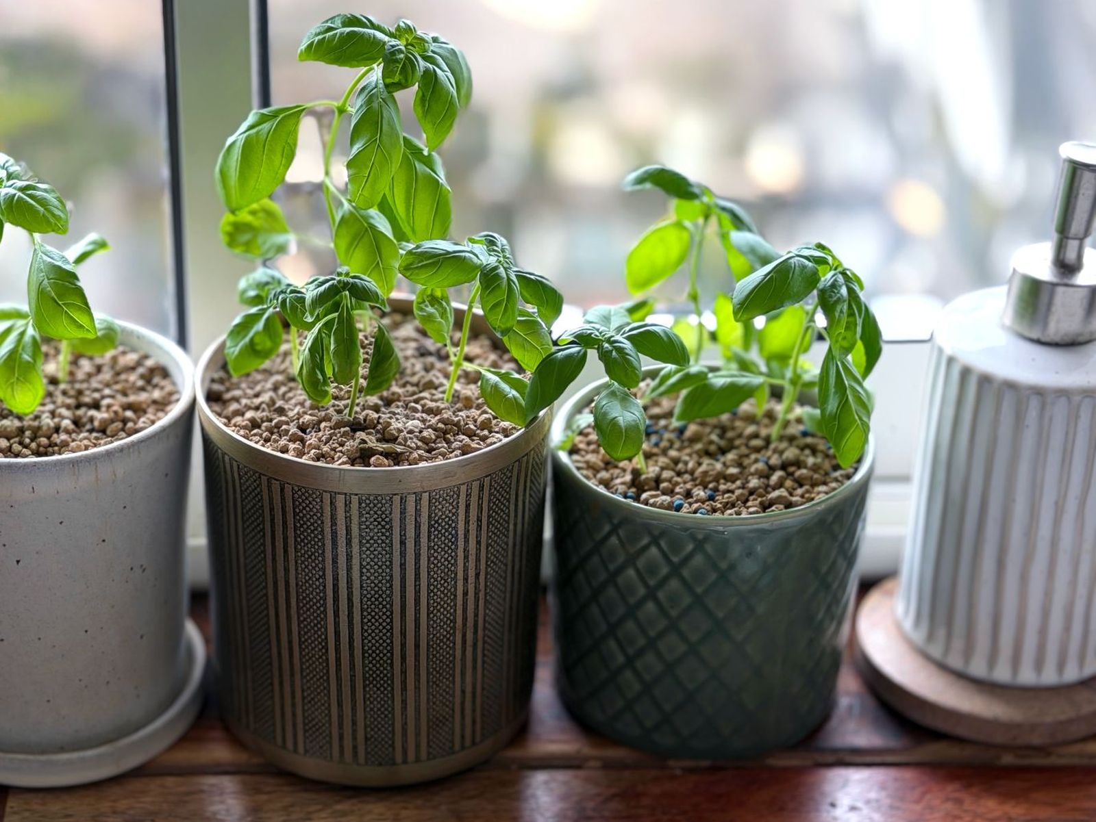 Plantas aromáticas en macetas colocadas en la ventana de la cocina