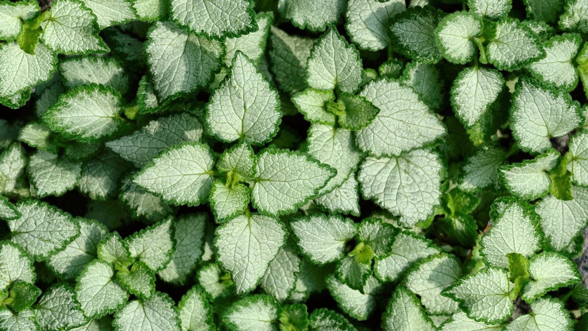 La ortiga produce multitud de flores vibrantes en forma de trompeta