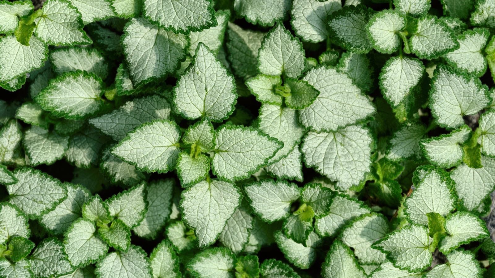 La ortiga produce multitud de flores vibrantes en forma de trompeta