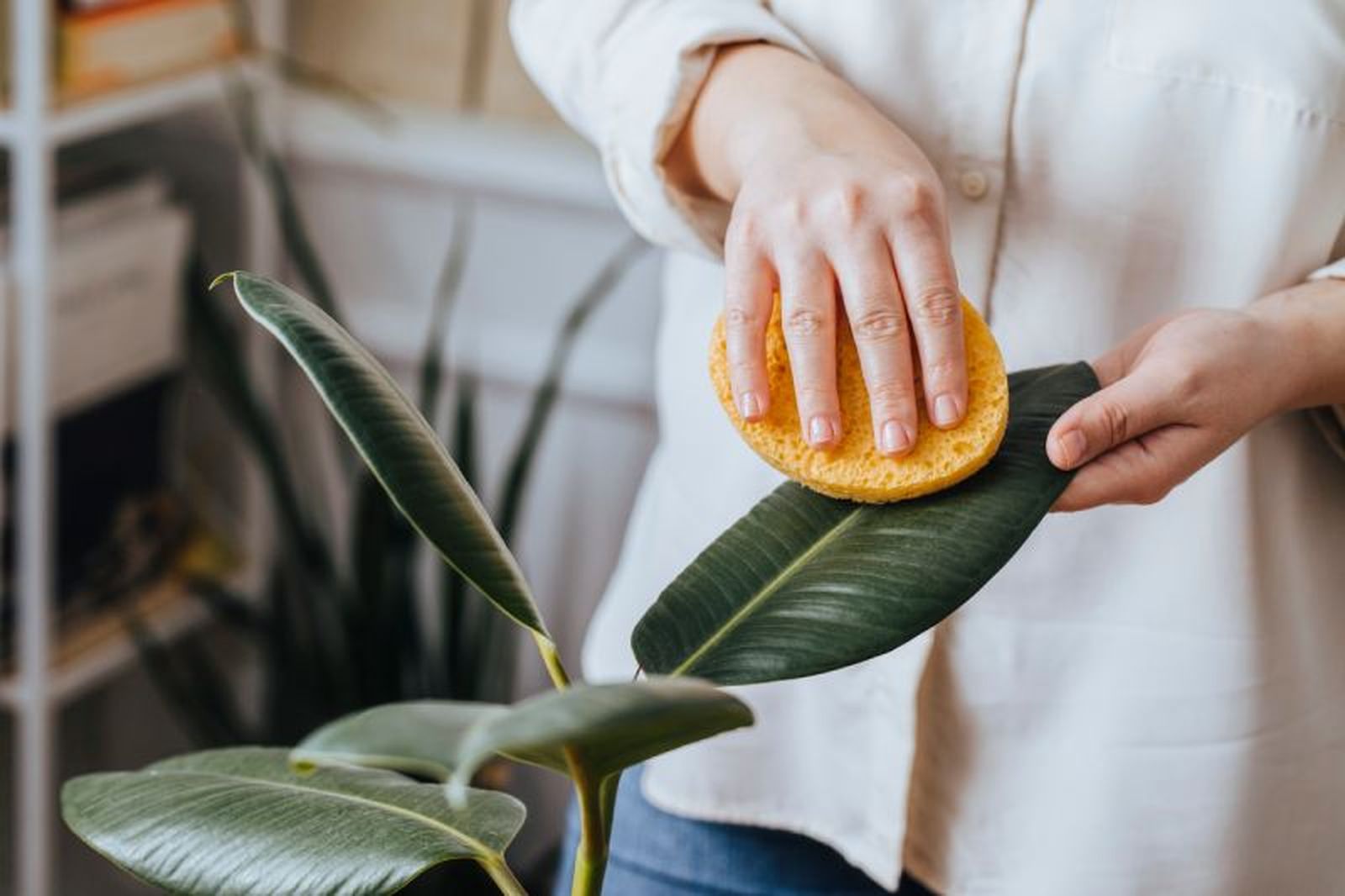 Limpiar las hojas ayuda a la planta realizar a la fotosíntesis Limpiar las hojas ayuda a la planta realizar a la fotosíntesis