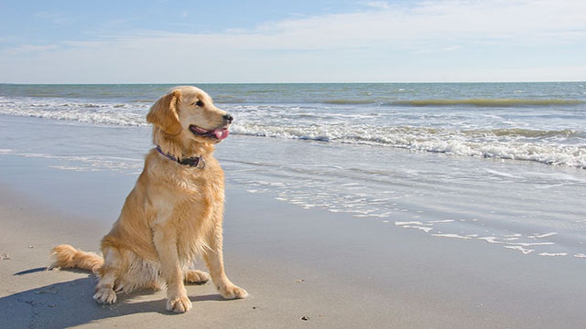 golden en la playa