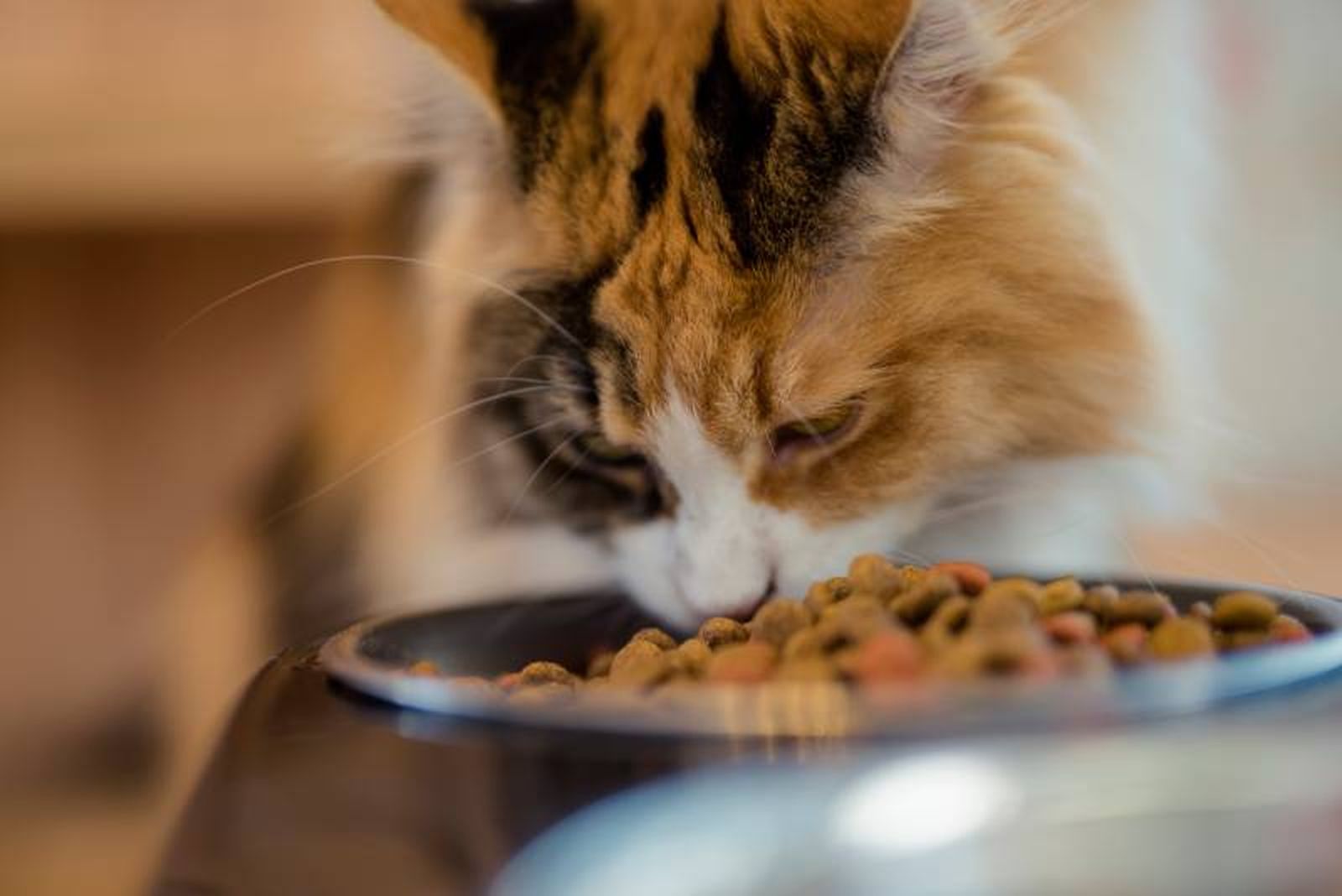 Una vez el felino es castrado surgen problemas relacionados con el tracto urinario. Una vez el felino es castrado surgen problemas relacionados con el tracto urinario.