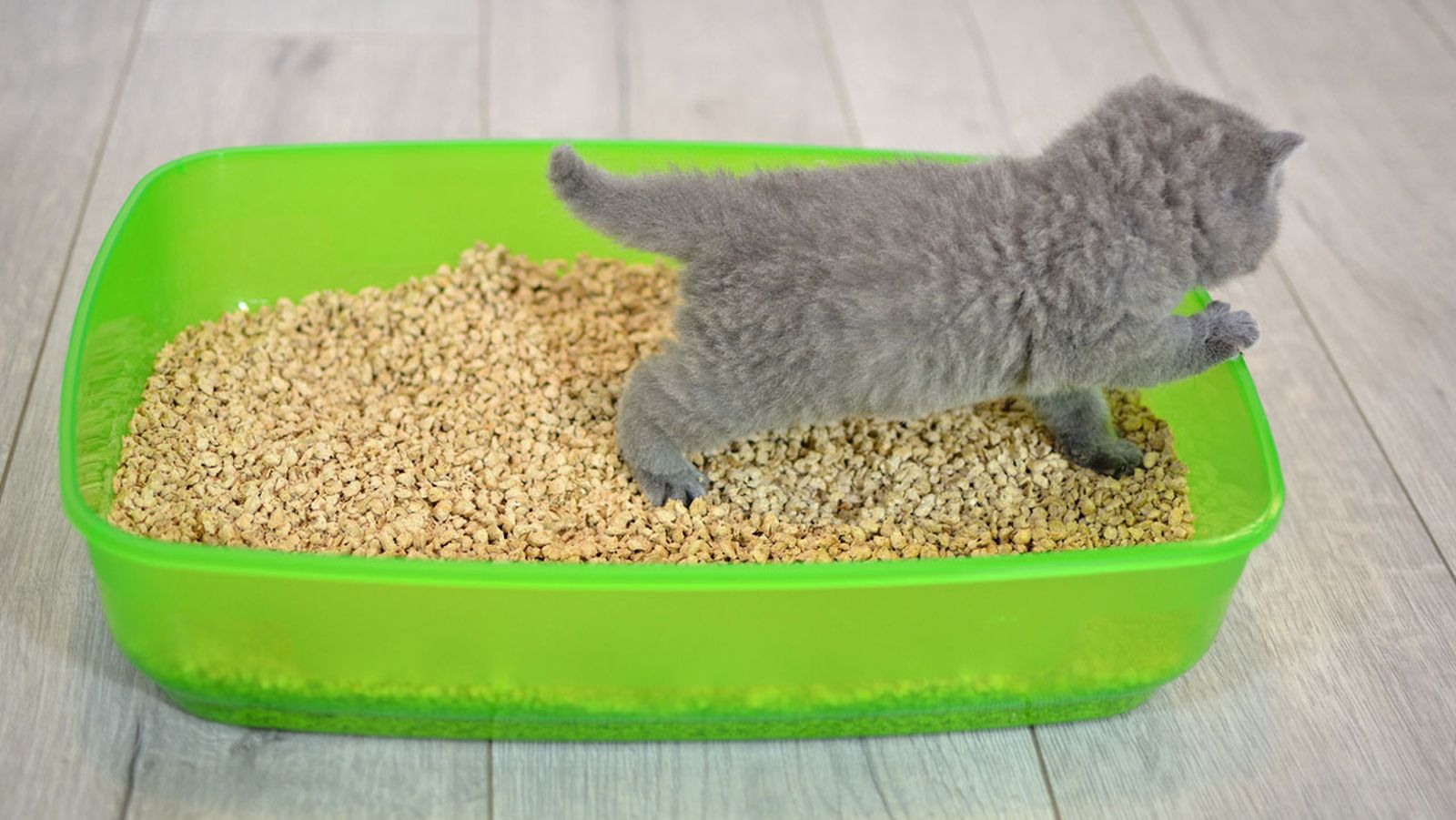 arena para gato arena para gato