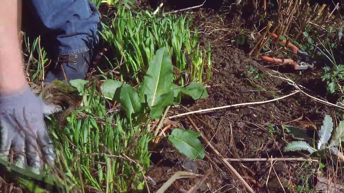 deco646 poda parterre vivaces mantillo escarizar acedera