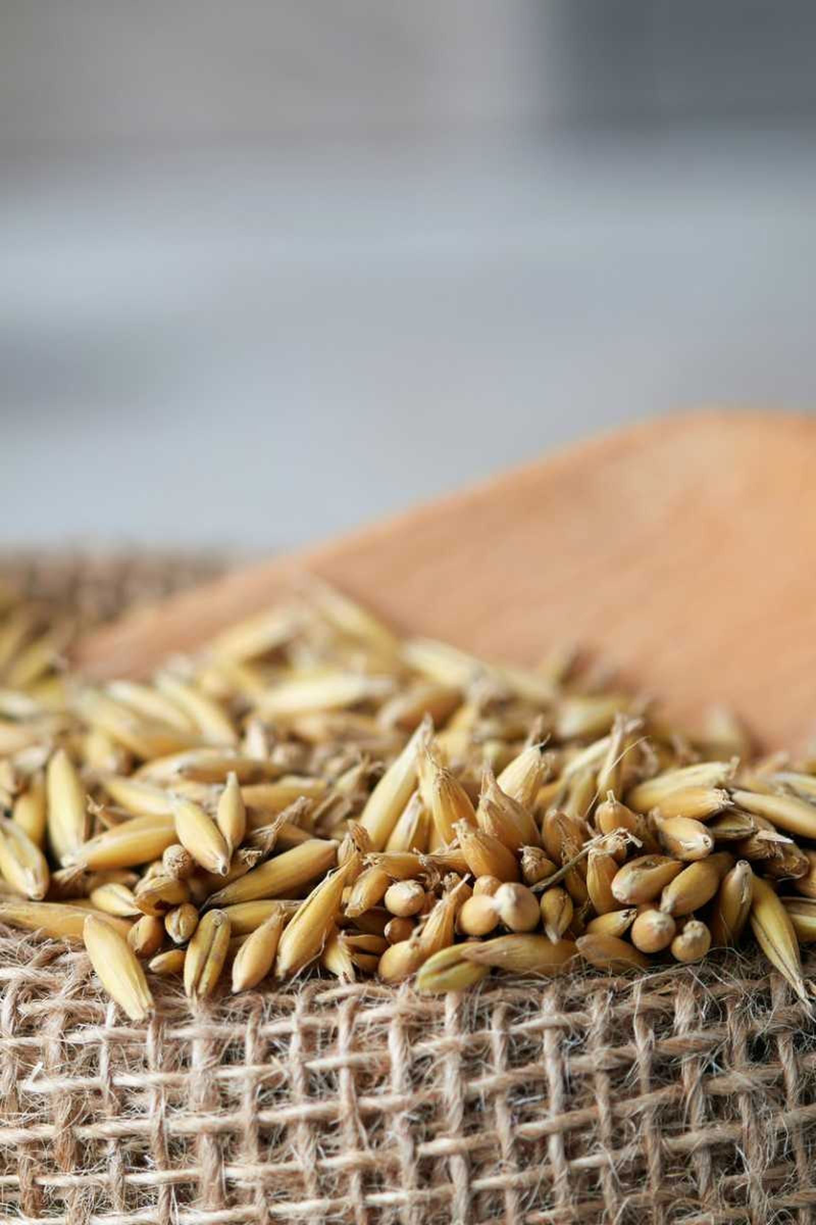 Semillas de avena Semillas de avena