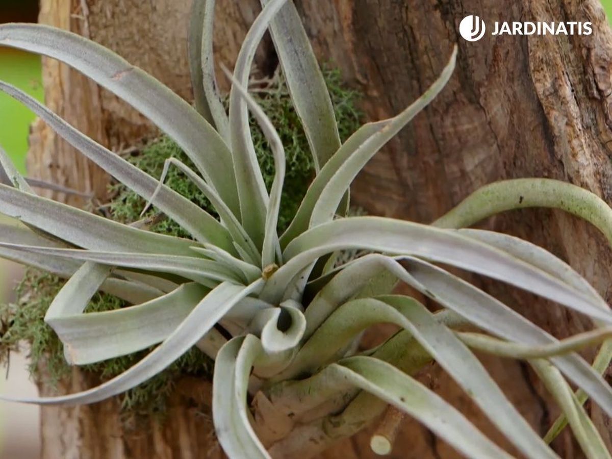 Clavel del aire o Tillandsia
