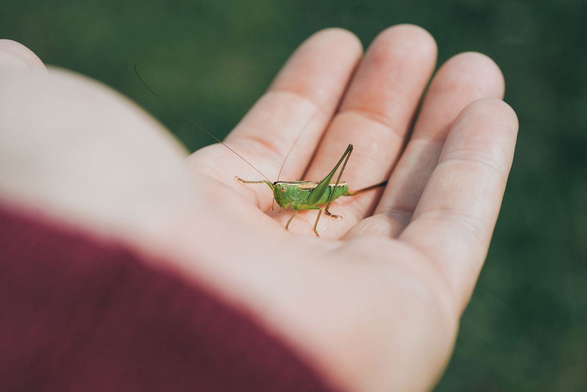 animales que dan buena suerte grillo