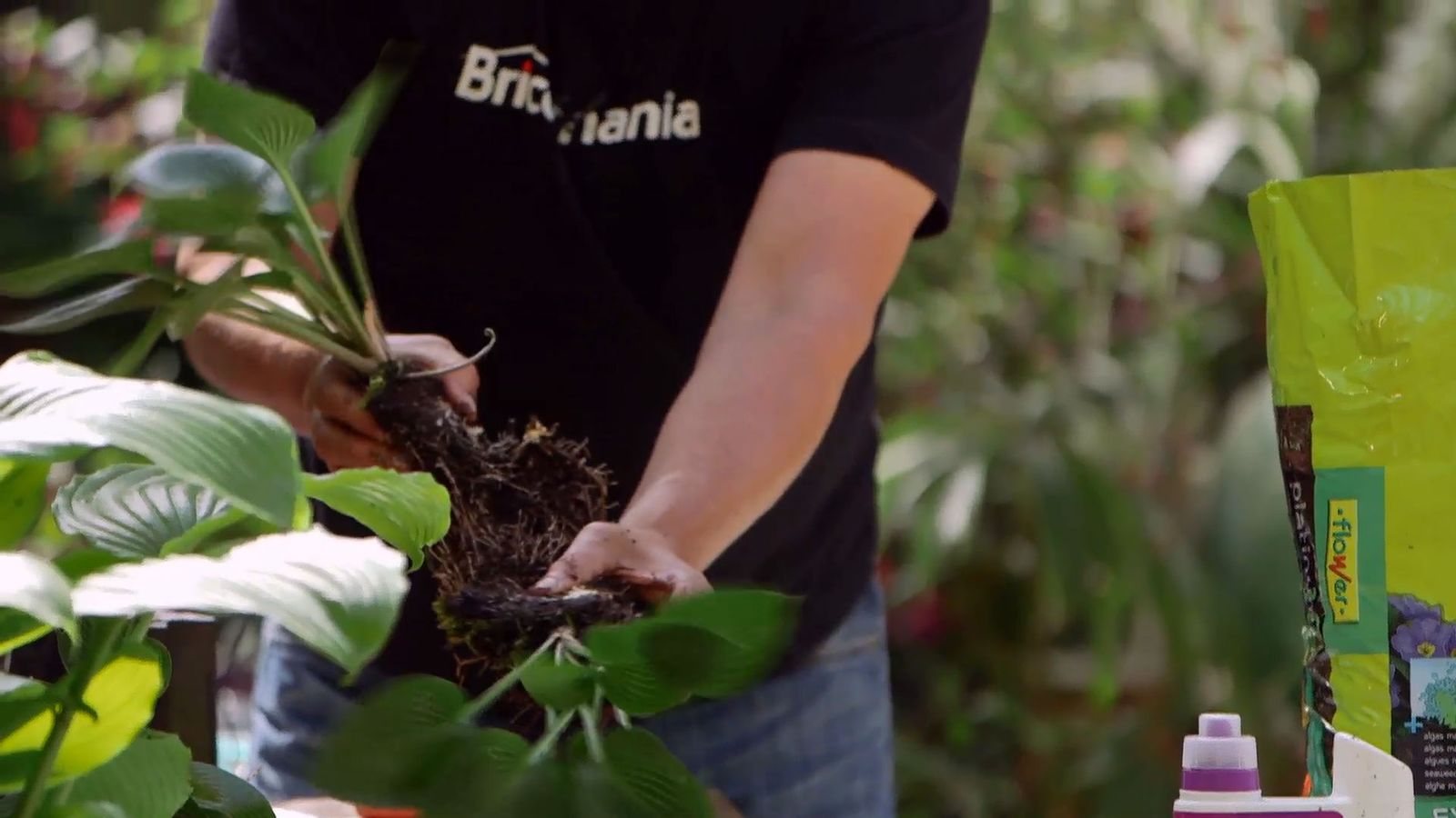 brico 0913 3 reproduccion cuidados hostas reproduccion paso 2 brico 0913 3 reproduccion cuidados hostas reproduccion paso 2