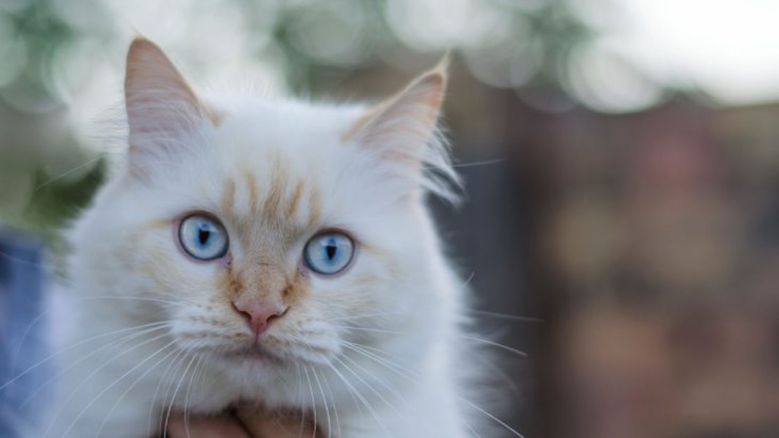 cuidados de los ojos de un gato 7