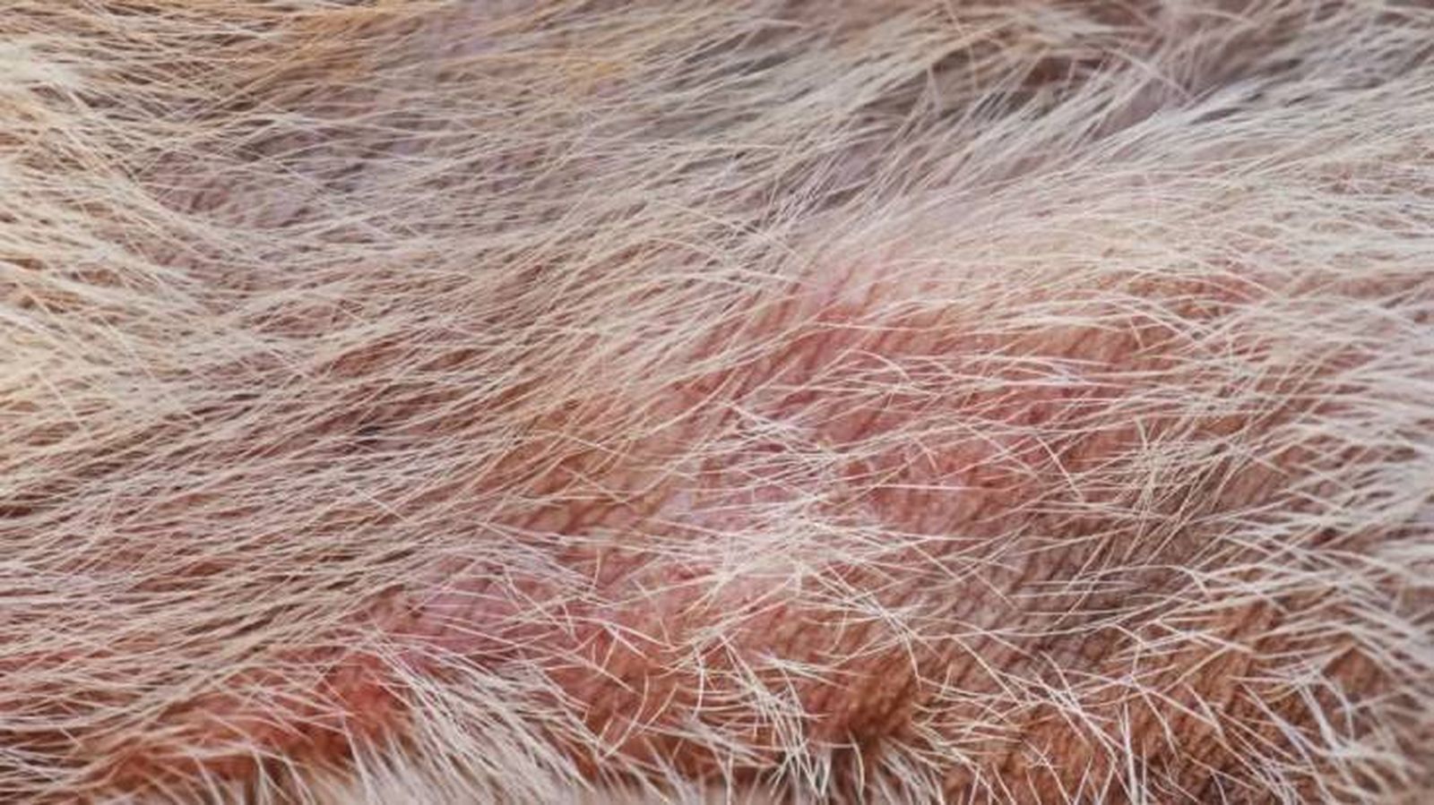 dermatitis en perros 8 (1) dermatitis en perros 8 (1)